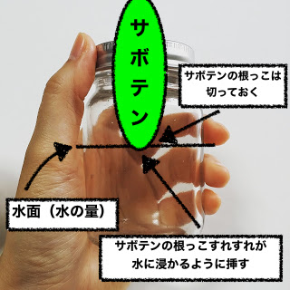 サボテン水耕栽培のやり方