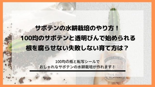 サボテンの水耕栽培のやり方 根を腐らせない失敗しない育て方は Diyと暮らしを楽しむ