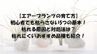 エアープランツの育てかた5つの基本!枯れる原因と対処法・おすすめ品種も紹介!