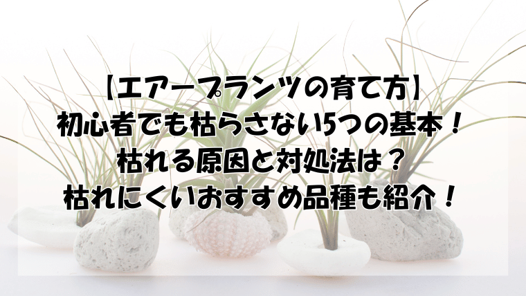 エアープランツの育てかた5つの基本！枯れる原因と対処法・おすすめ品種も紹介！